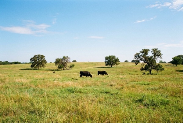 Cattle grazing on open North Texas pasture.