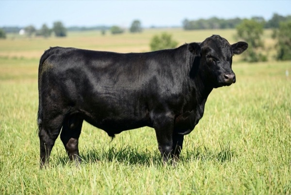 A single healthy Wagyu-Angus steer in green pasture.